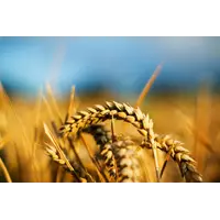 Пшениця 3 класу