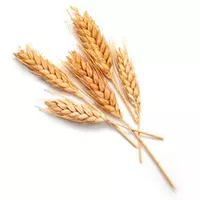 Пшениця 2 класу